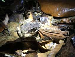 Ingerophrynus parvus (Boulenger 1887) resmi