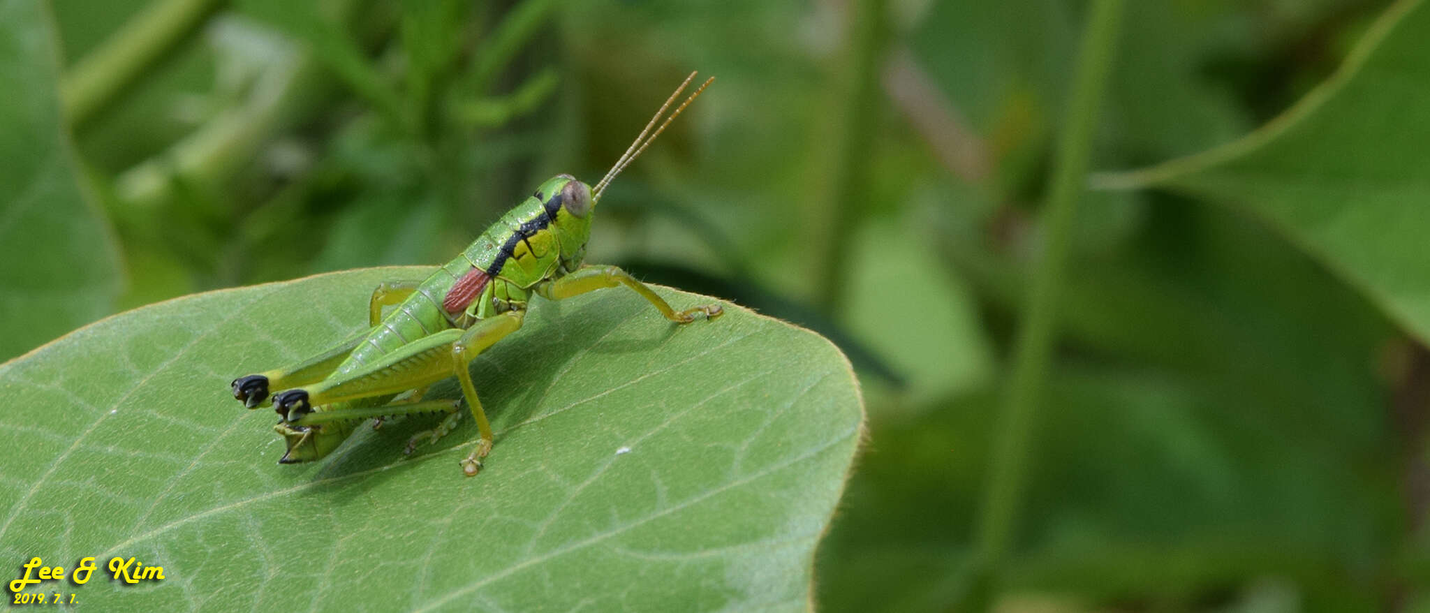 صورة Anapodisma beybienkoi Rentz, D. C. F. & G. R. Miller 1971