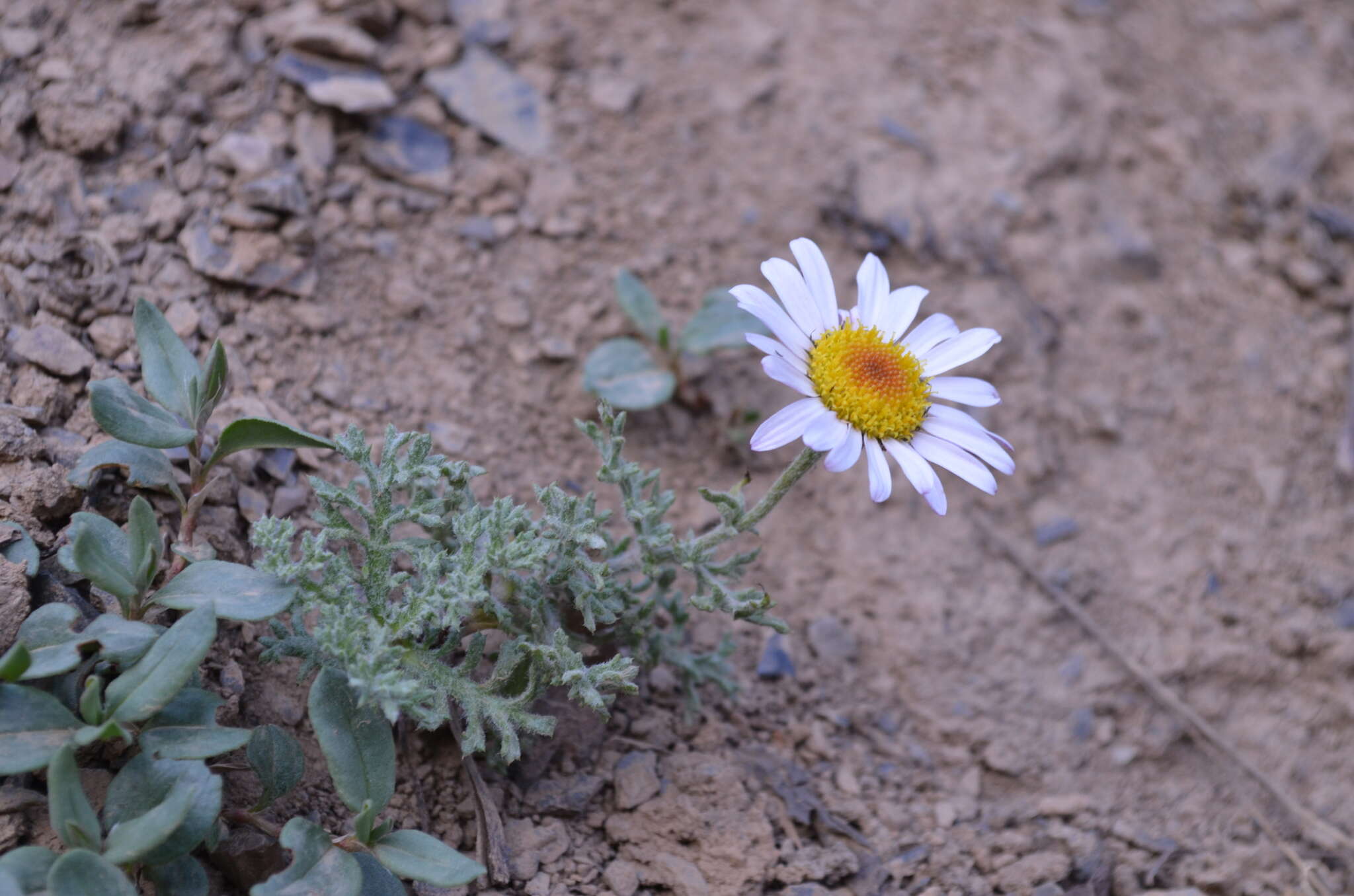 Image of Allardia tomentosa DC.