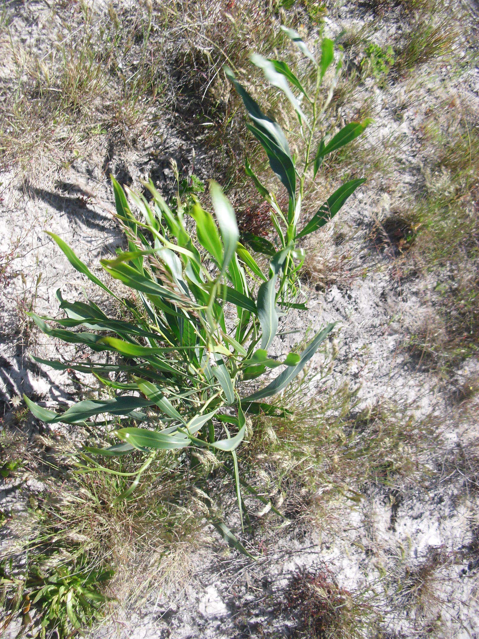 Image of orange wattle