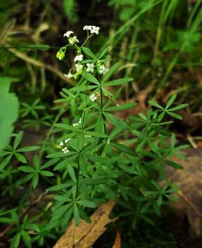 Image of Shining bedstraw