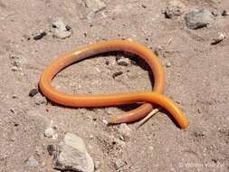 Image of Cuvier's Legless Skink