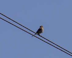 Image of Red-backed Shrike