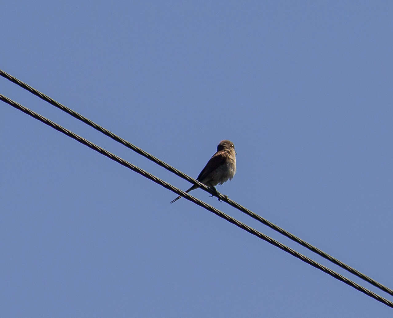 Image of Red-backed Shrike