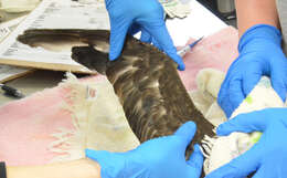 Image of Murphy's Petrel