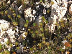 Image of Pincushions