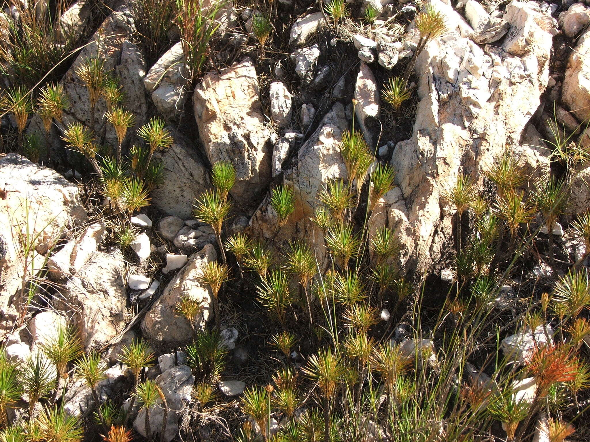 Image of Pincushions