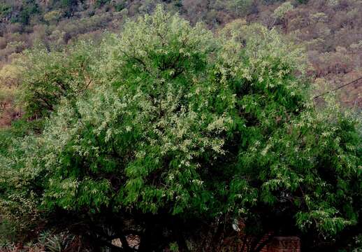 Image of Common hook-thorn Acacia