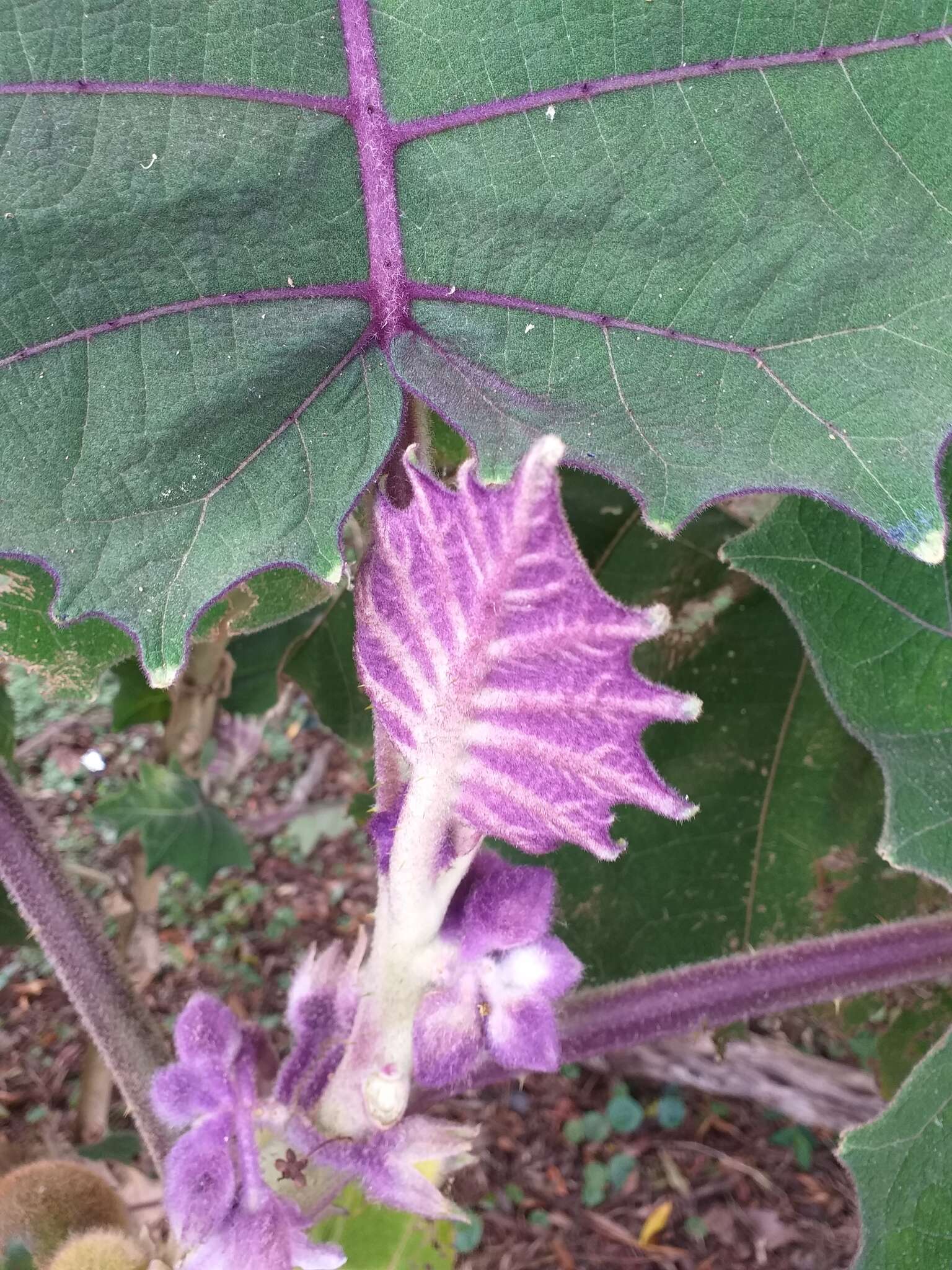 Image of naranjilla