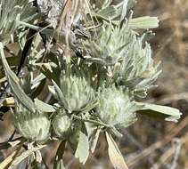 Plancia ëd Rhopalomyia anthoides Gagne 1983