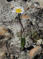 Image of Afroaster nubimontis (W. Lippert) J. C. Manning & Goldblatt