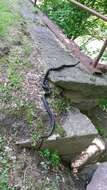 Image of Rat snakes