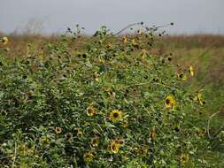 Image of cucumberleaf sunflower