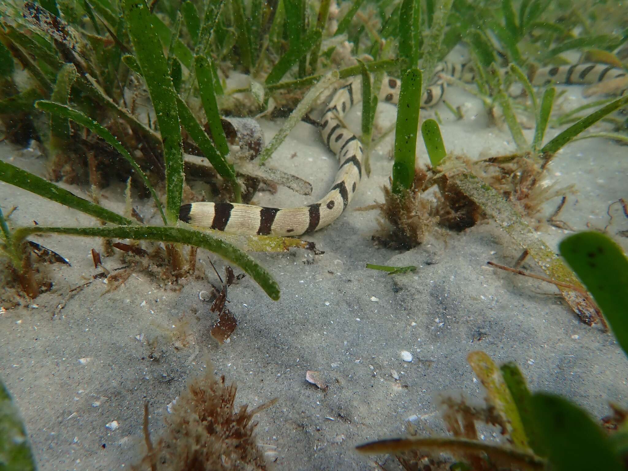 Image of Banded snake eel