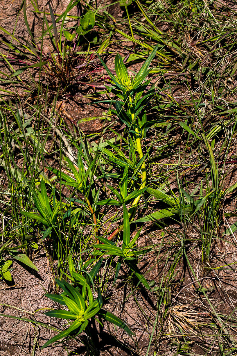 Image of Euphorbia gueinzii Boiss.