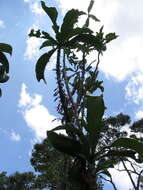 Image of Ixora margaretae (N. Hallé) Mouly & B. Bremer