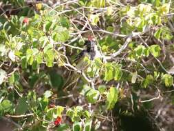 Tricholaema leucomelas centralis (Roberts 1932) resmi