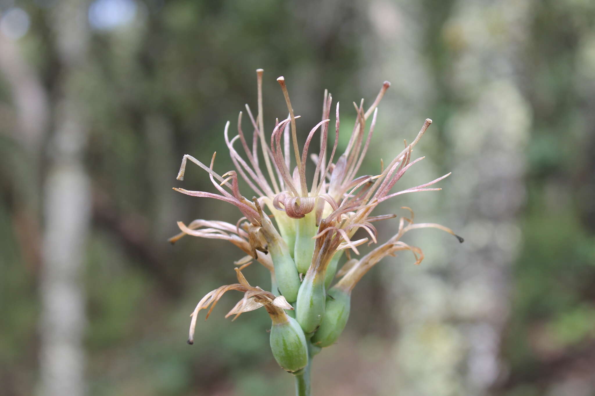 Agave debilis A. Berger resmi