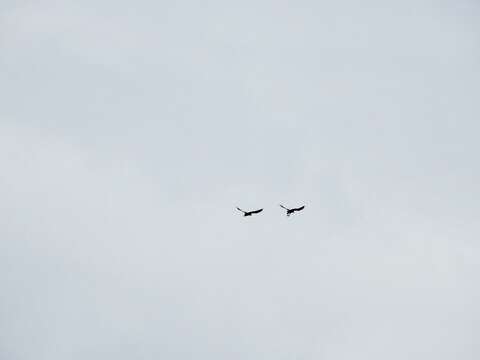 Image of Forest Fish Eagle