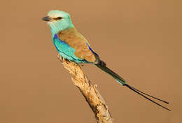 Image of Abyssinian Roller