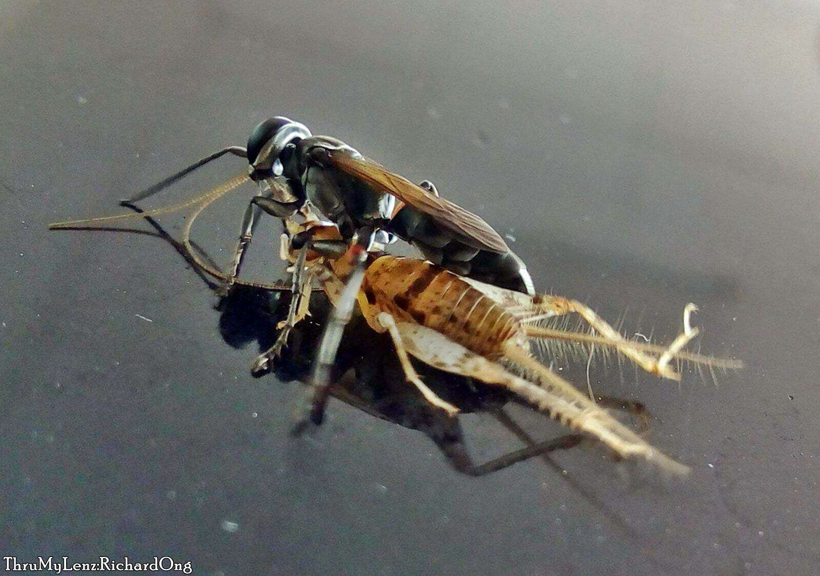 Image of Crabronid wasp