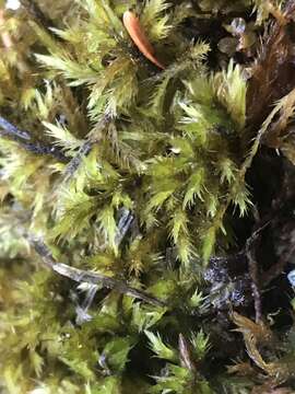 Image of tomentypnum moss