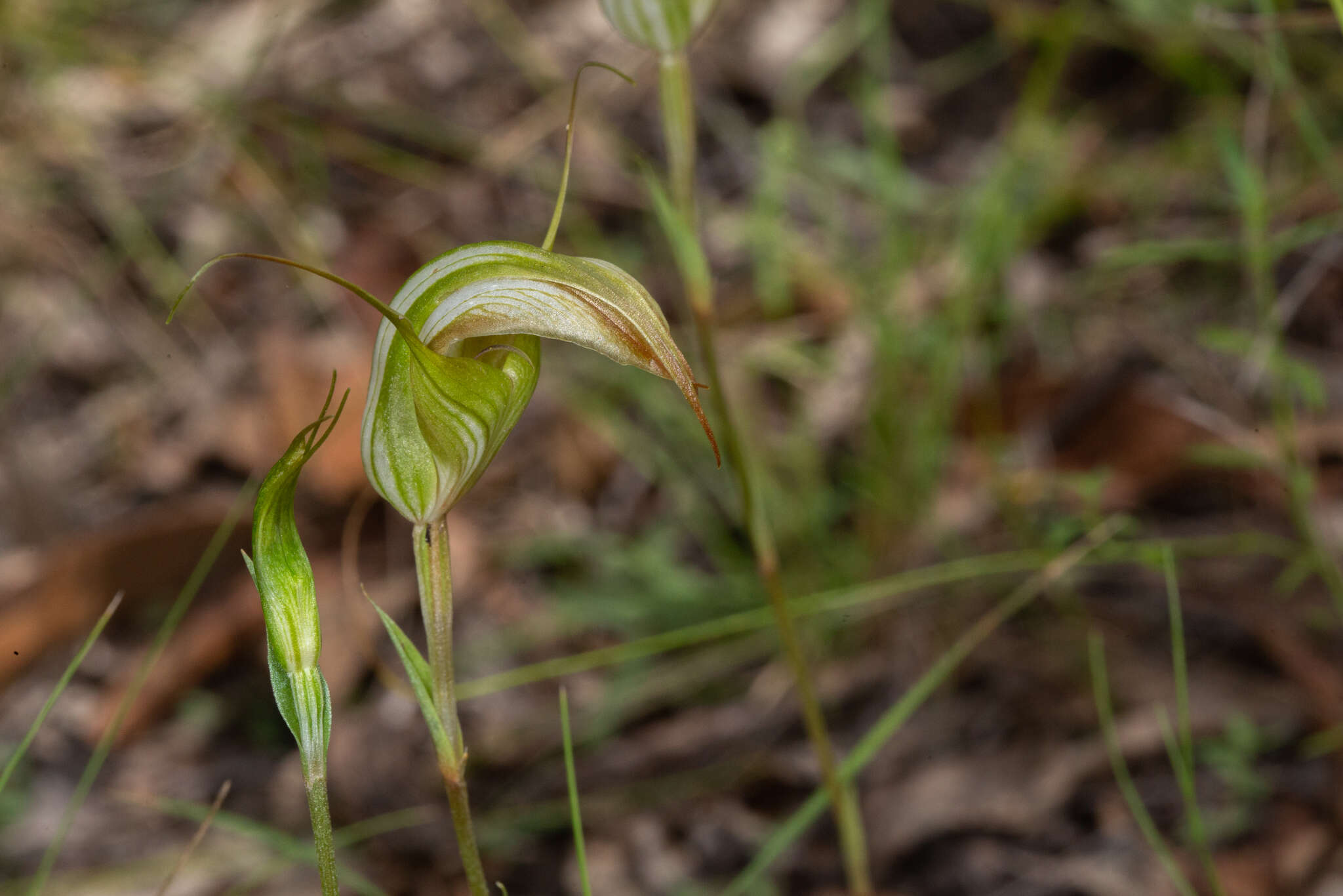 Image of Dainty greenhood