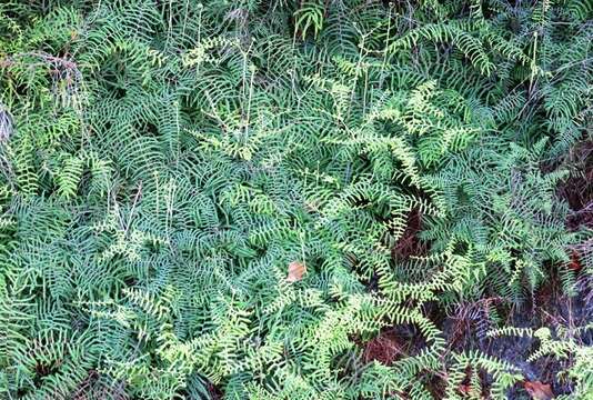 Image of Gleichenia polypodioides (L.) Sm.