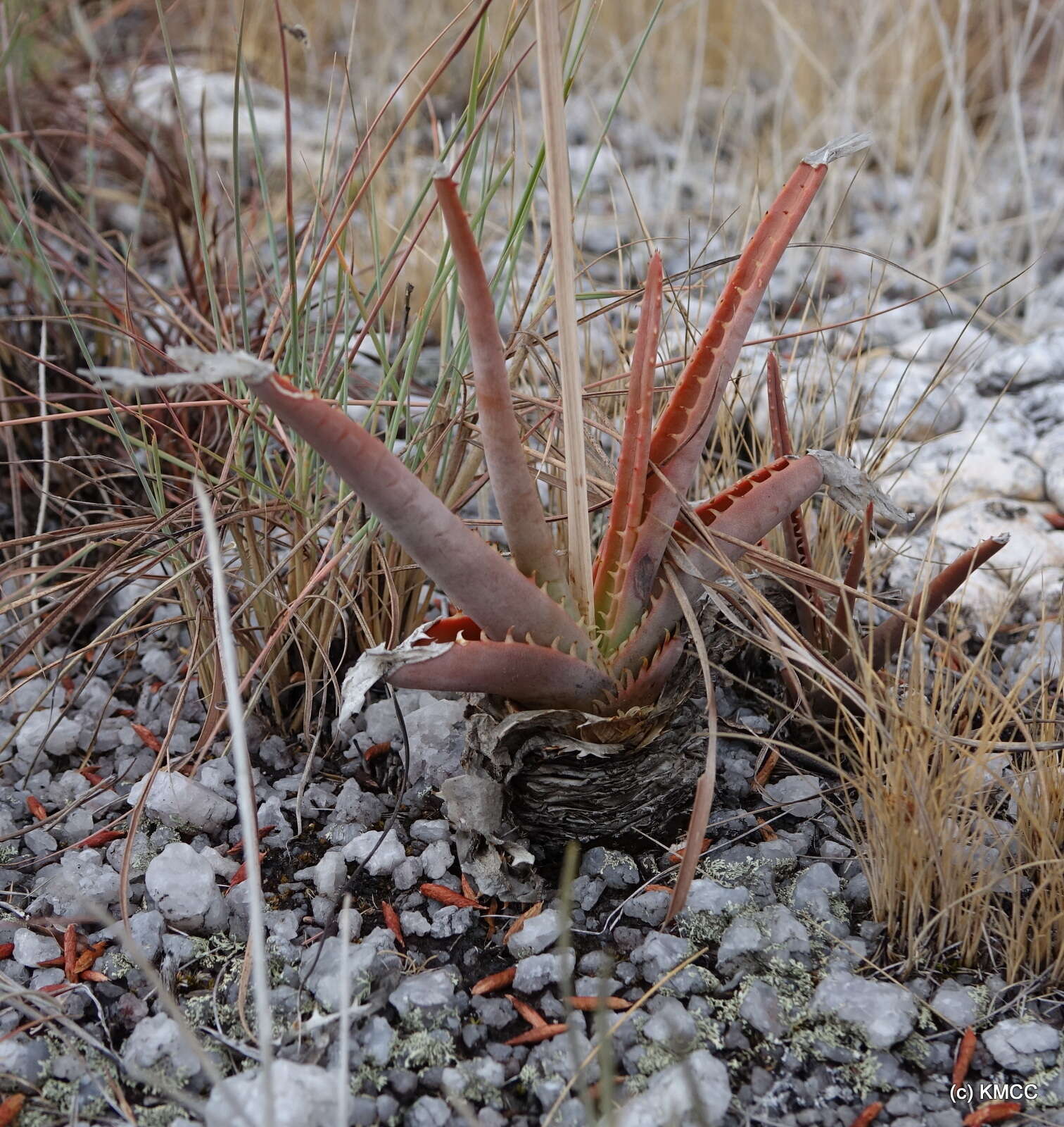 Image of Aloe compressa H. Perrier