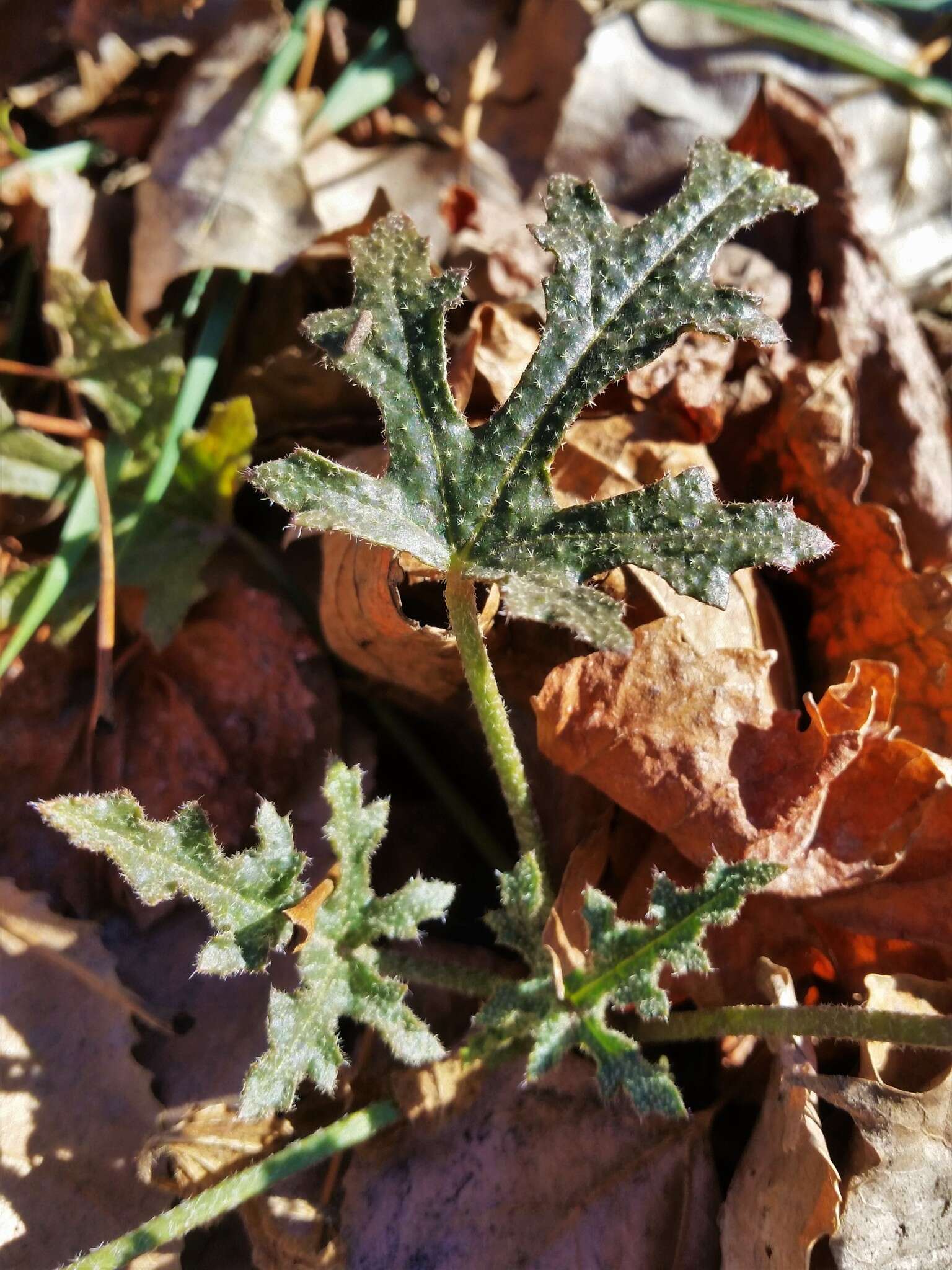 Plancia ëd Lecanophora heterophylla (Cav.) Krapov.