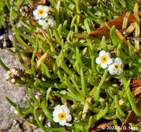 Image de Plagiobothrys corymbosus (Ruiz & Pav.) I. M. Johnst.