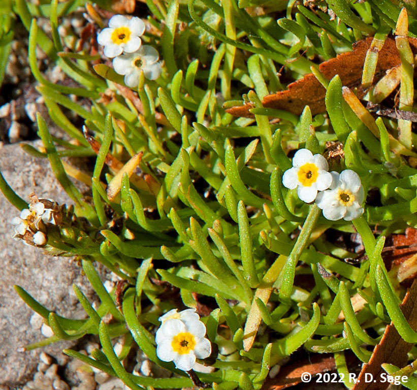 Image of Plagiobothrys corymbosus (Ruiz & Pav.) I. M. Johnst.