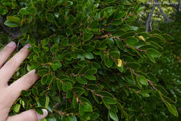 Image of Nothofagus betuloides (Mirb.) Oerst.