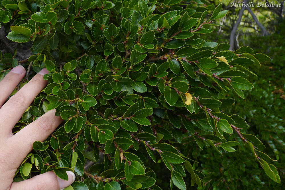 Image of Nothofagus betuloides (Mirb.) Oerst.