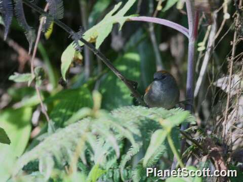 Image of Azara's Spinetail