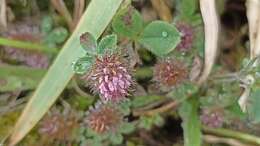 Imagem de Trifolium ligusticum Loisel.