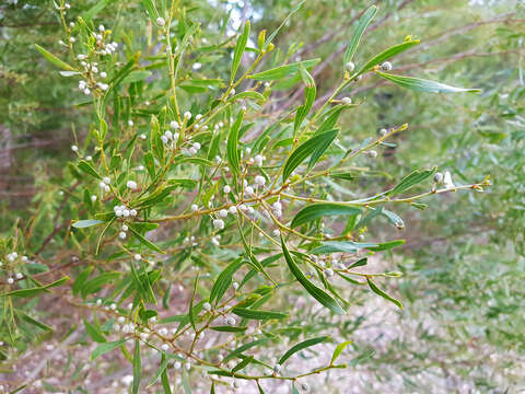 Image of Acacia verniciflua A. Cunn.