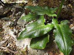 Image of Arum creticum Boiss. & Heldr.