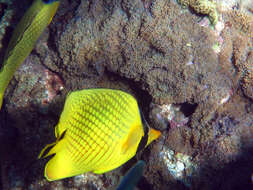 Image of Latticed Butterflyfish