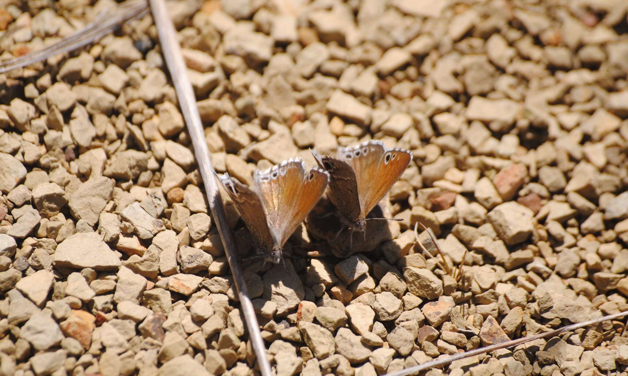 Image of Leptomyrina gorgias gorgias