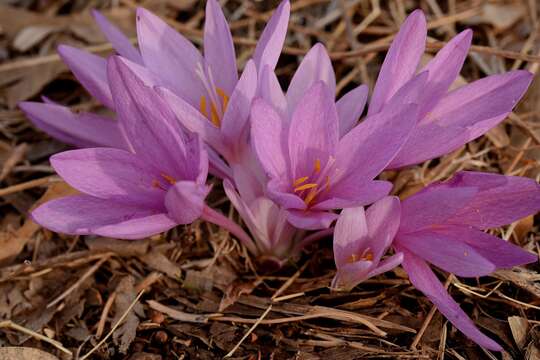 Image of Colchicum hierosolymitanum Feinbrun