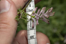 Image of Judean Fumitory