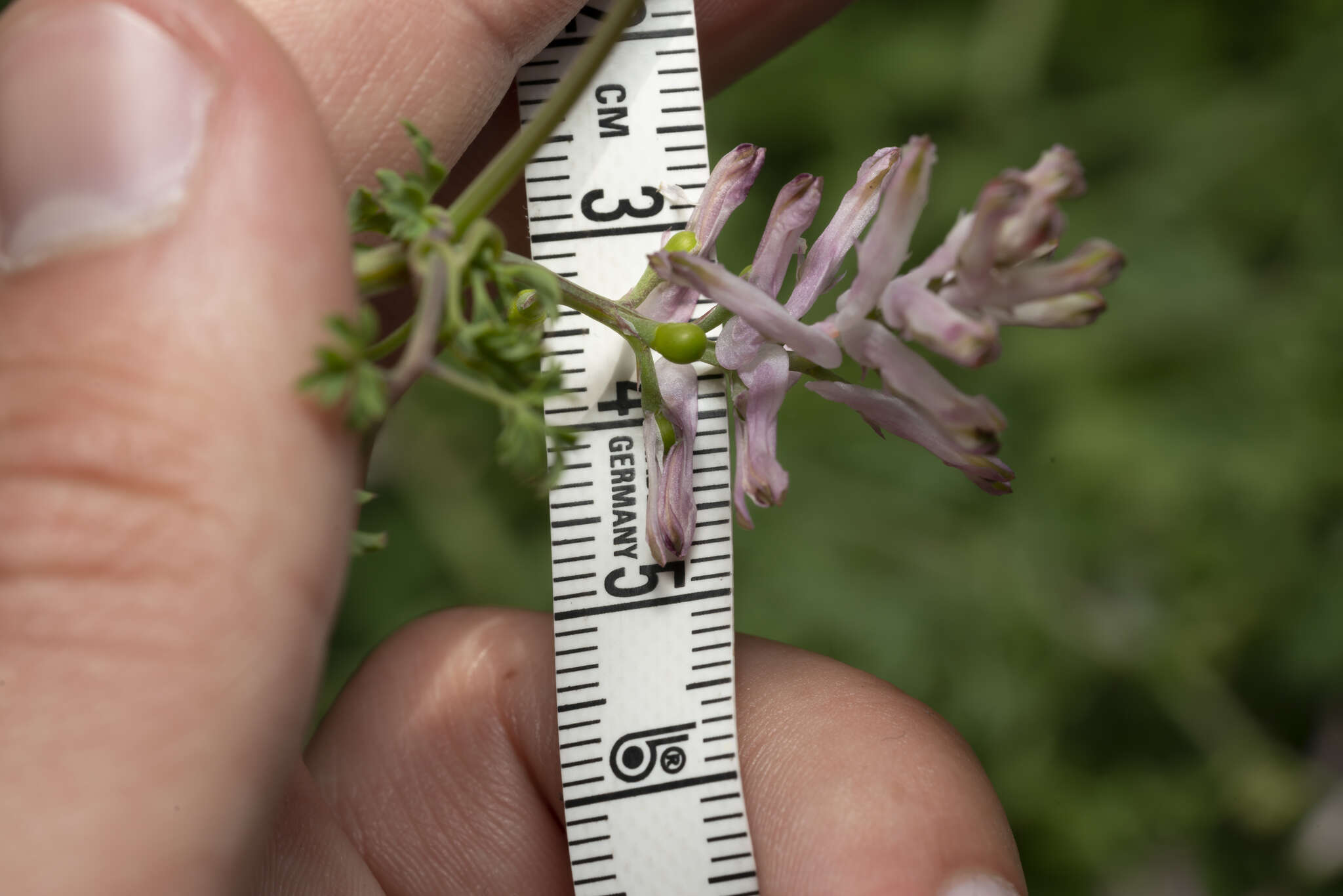 Image of Judean Fumitory