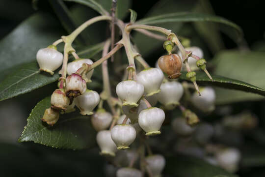 Image of Arbutus andrachnoides Link