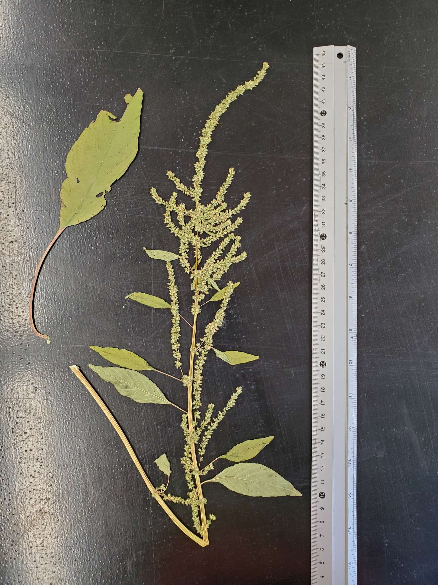 Image of Amaranthus tuberculatus (Moq.) Sauer