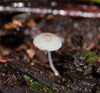 صورة Mycena fumosa Grgur. 2003