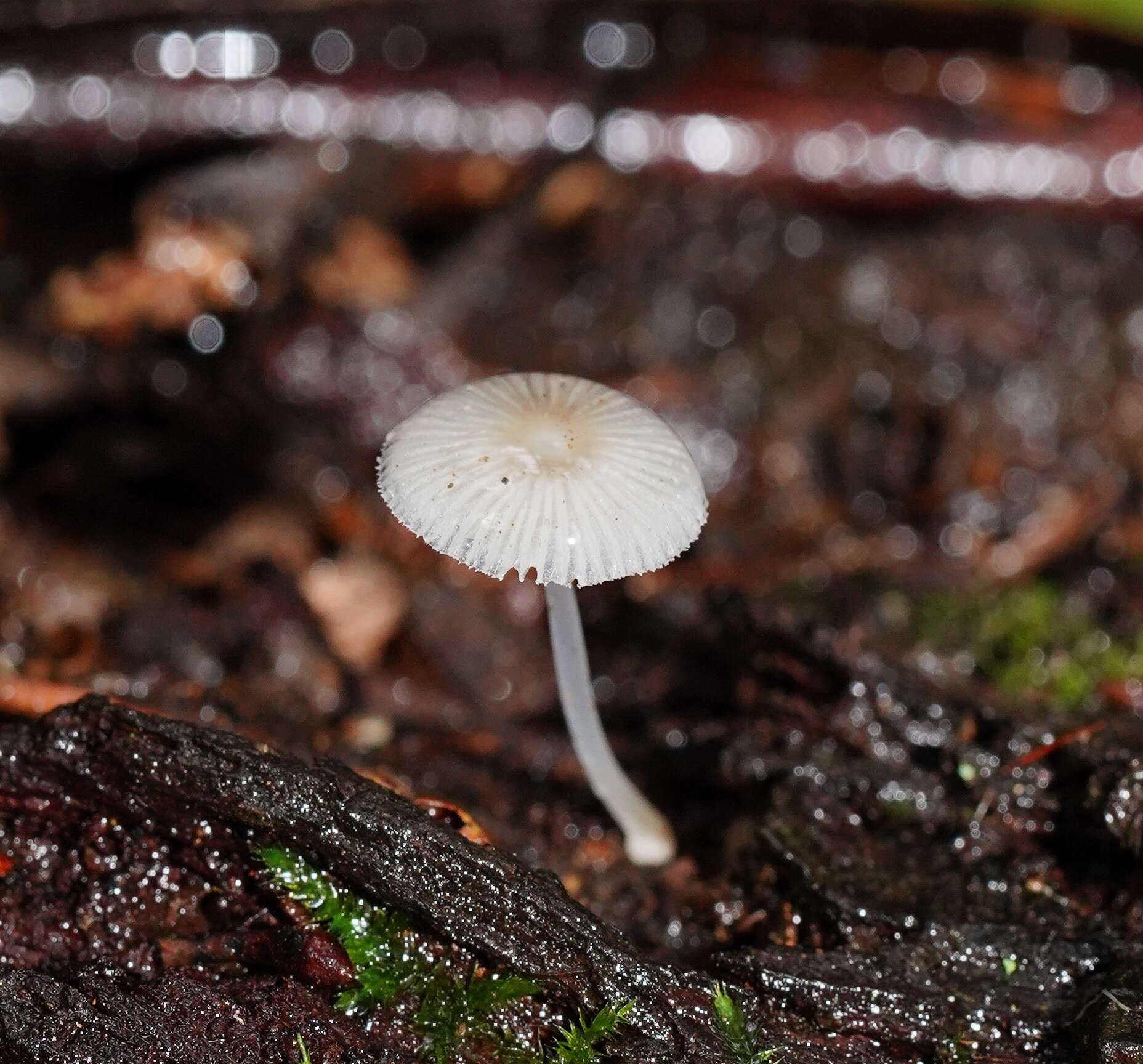 صورة Mycena fumosa Grgur. 2003