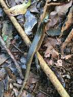 Image of Madagascar Girdled Lizard