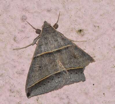 Image of Black-tipped Ptichodis Moth