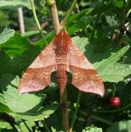 Image of Azalea Sphinx